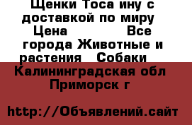Щенки Тоса-ину с доставкой по миру › Цена ­ 68 000 - Все города Животные и растения » Собаки   . Калининградская обл.,Приморск г.
